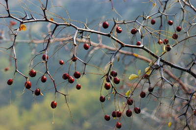 家鄉的酸棗