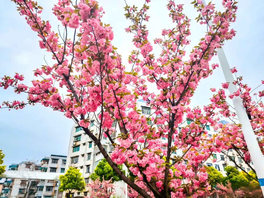 櫻綻春日暖 奮進正當時